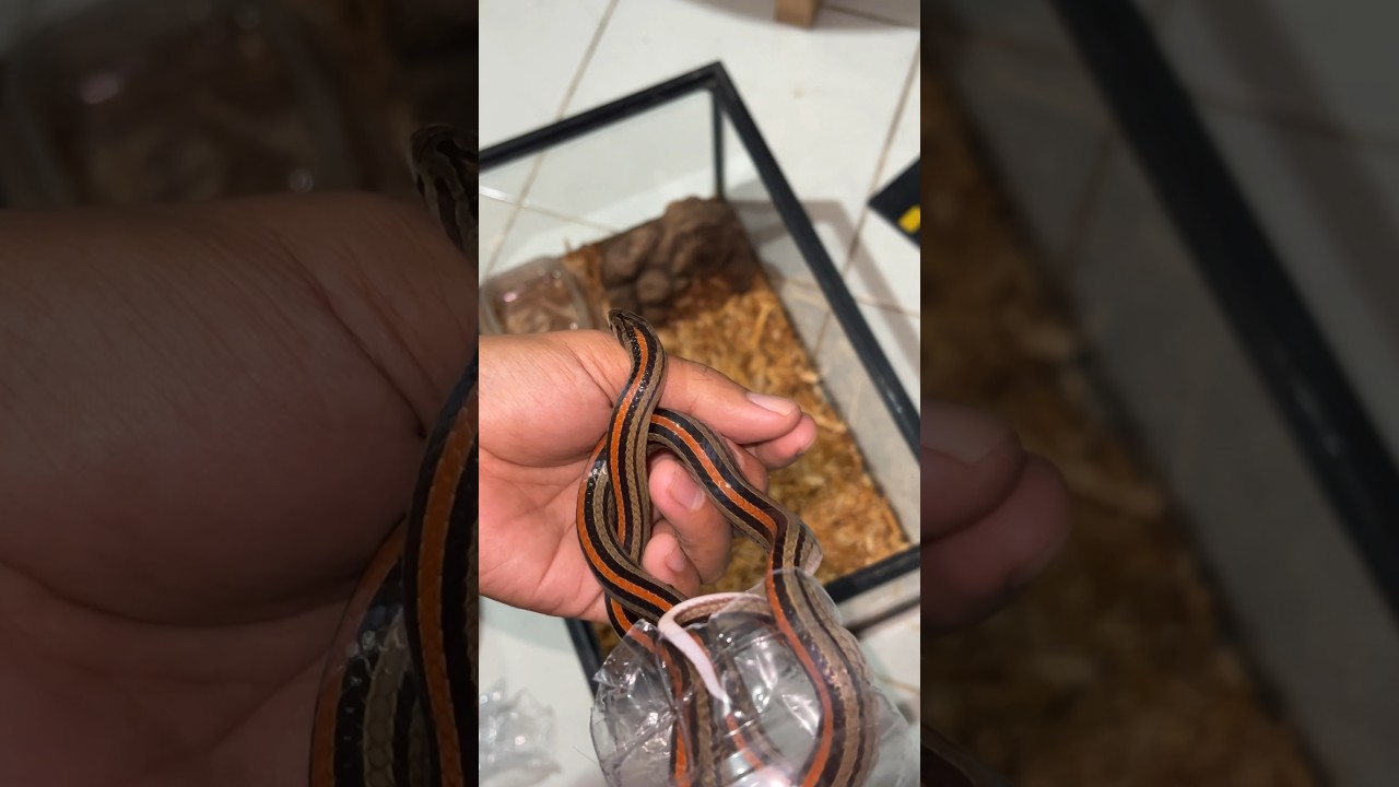 BERANI PEGANG ULAR YANG PUNYA TARING SETAJAM PISAU KUKRI