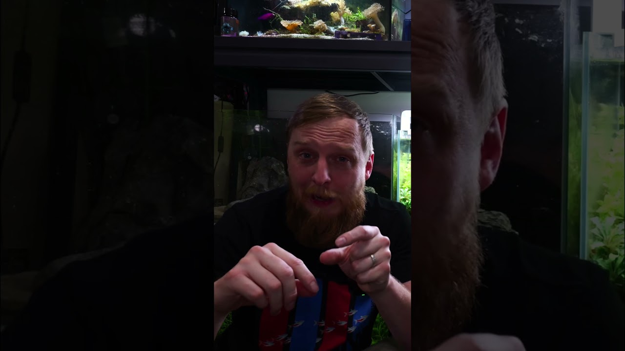 Betta Fish & Shrimp Will They Live Together. Full Video On Our Channel NOW!