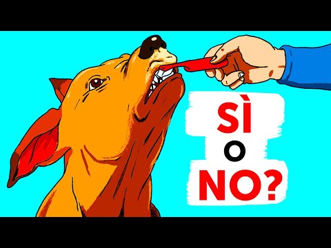Video: Perché non dovresti mai radere il tuo cane o gatto per l'estate