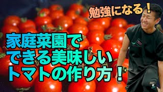 【糖度13度⁉️】プロの生産者が教える家庭菜園でできる美味しいミニトマトの作り方！