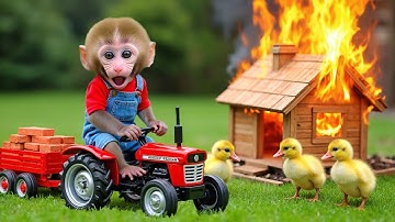 Monkey Nana Driving Her tractor and the Heartwarming Rescue at the Duck Farm - NANA MONKEY LIFE
