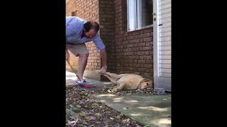 Lazy Doggo Getting Ready For His Nap In The Backyard And Won't Move