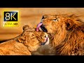 8K Wild African Animals Safari in 8K ULTRA HD / National Park with Nature Sounds