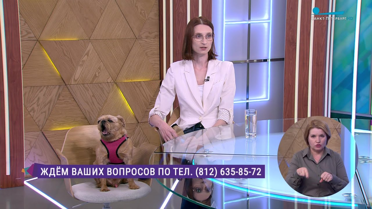 Как наладить контакт с домашним питомцем. Консультация зоопсихолога ...