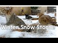 Pennsylvania Bird &amp; Critter Cam! Winter Snow Storm &amp; A Squirrel Who Doesn’t Like to Share!