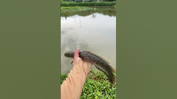 Câu cá lóc đen khủng ở hồ sen