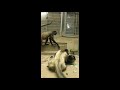 Tsubasa and his family the Geoffroy's spider monkey / ジェフロイクモザル一家団欒（上野動物園）