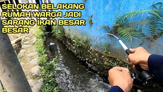 Fishing in the gutter behind the house, the fish are big #LM05