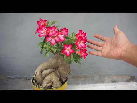How to Make Adenium ( Desert Rose ) Bonsai | Easy Tips To Make Your Tree Flowering - Gardening Tips