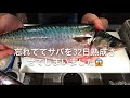 寝かしたの忘れててサバを32日熟成させてしまいました😱