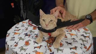 Get ready for cuteness overload at the Howl-O-Ween Hounds MEGA Pet Adoption Event