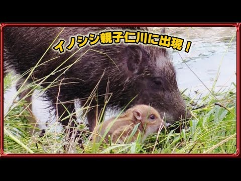 イノシシ親子　根付　天然素材 hqdefault.jpg