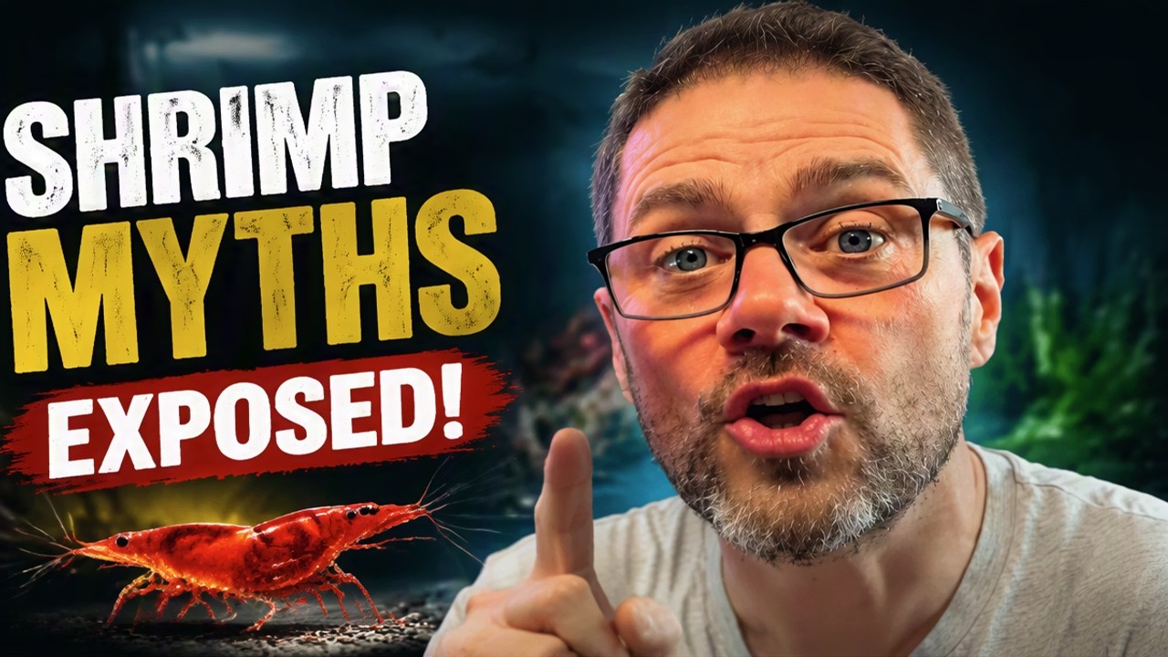 These MYTHS Will KILL Your Shrimp! ☠️
