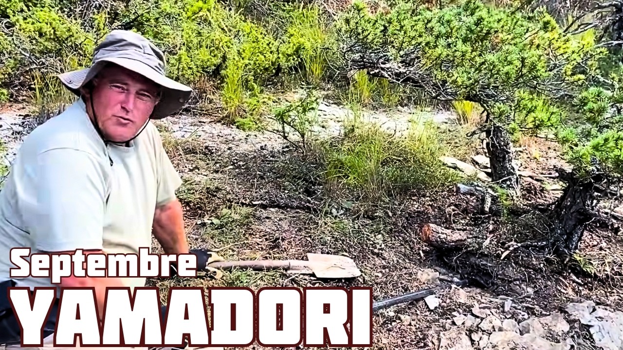 Comment Prélevé correctement un Yamadori ? 🌱 NEJIKAN BONSAI 🌱