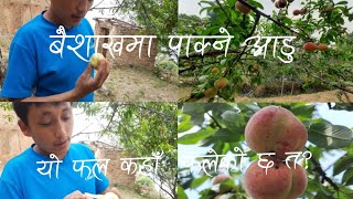 Nepali Best fruits  Aadu  || rural nepal village || nepali fruits