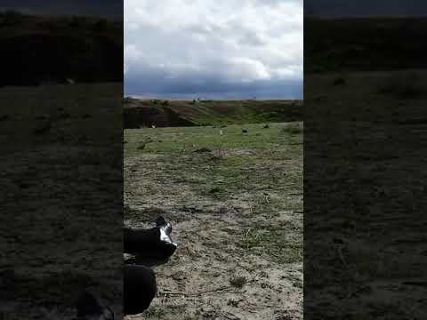 قناص بن صلطان جبر يعني الجبور أبو قاسم محمود محمد آل دهام قناص حطم الرقم القياسي 