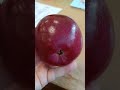 Сорт яблони Дарк идол🍎