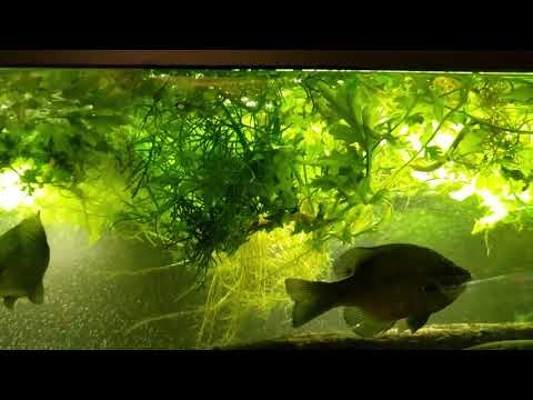 Video: Water Sprite'i taimeteave – kuidas akvaariumis veespriiti kasvatada