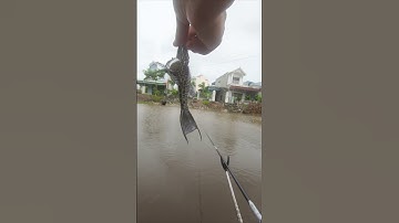 Câu cá bão Bualoi  #cauca #fishing #caucathugian