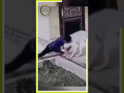 Video: Sieviete nodod „klaiņojošu suni” - jūs neticēsiet patiesību