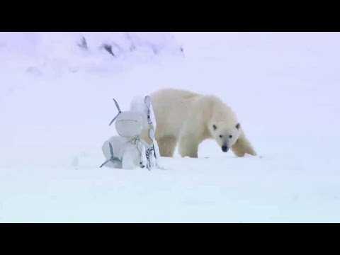 Video: Pet Scoop: Ursul polar poartă primii pași, pompa de pompieri prin câine de salvare de gheață