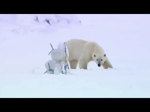 Polar bears suspend their "family time" to assist BBC filmmakers