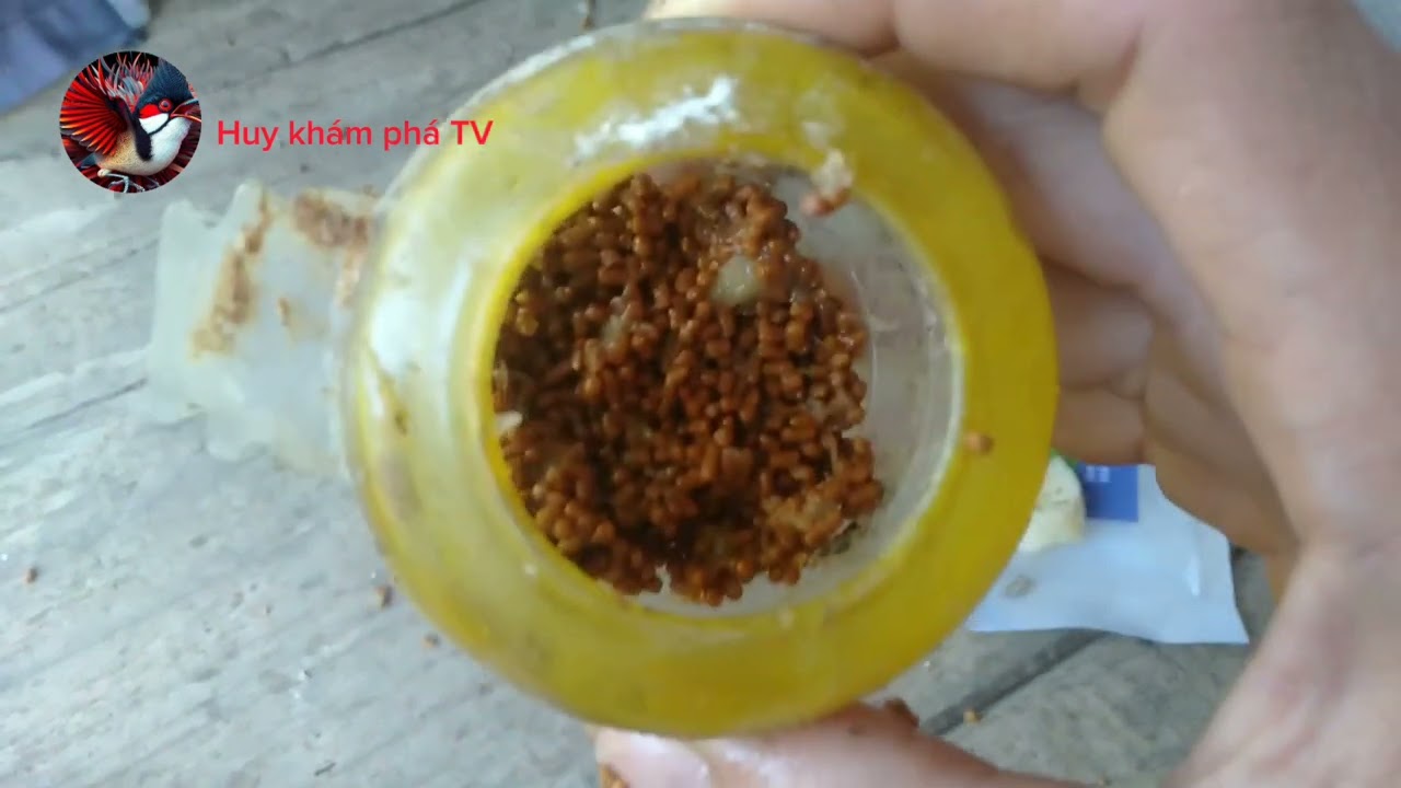 hướng dẫn cách vào cám chào mào, nhanh nhất, và giữ lửa cho chim, Huy khám phá.