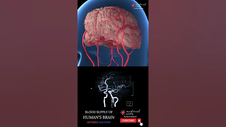 Blood Supply Of Brain [] Cerebral Arterial Circle 🧠 [] Circle Of Willis #shorts - DayDayNews