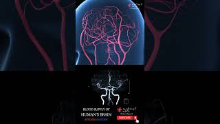 Blood Supply Of Brain [] Cerebral Arterial Circle 🧠 [] Circle Of Willis #Shorts