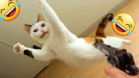 Video 7083531: cat bathing funny, cat attacks dog, funny baby cats