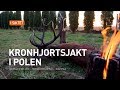 Kronhjortsjakt i Polen