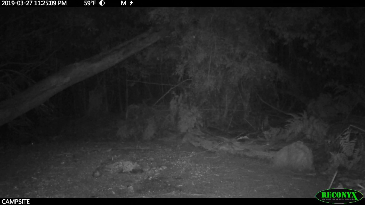 Close encounter between quoll and devil