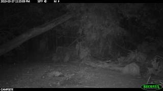 Close encounter between quoll and devil