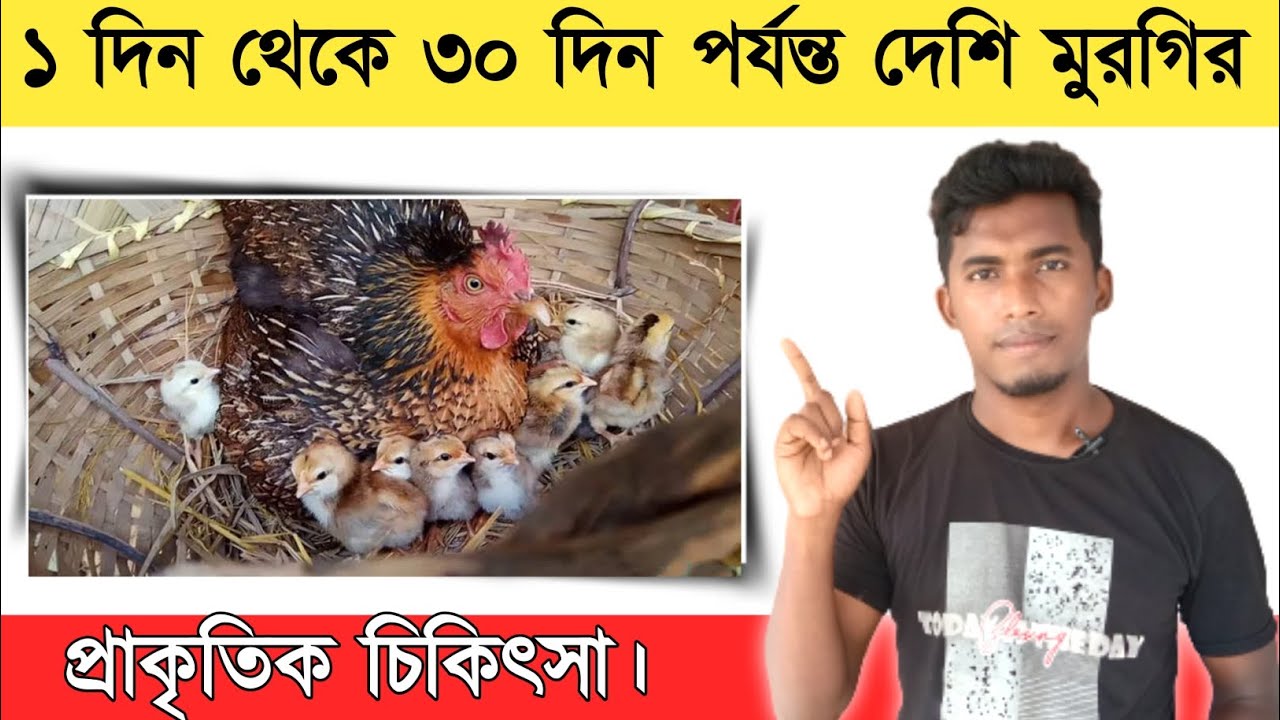 ১ দিন থেকে ৩০ দিন পর্যন্ত দেশি মুরগির বাচ্চার প্রাকৃতিক চিকিৎসা | Dasi ...