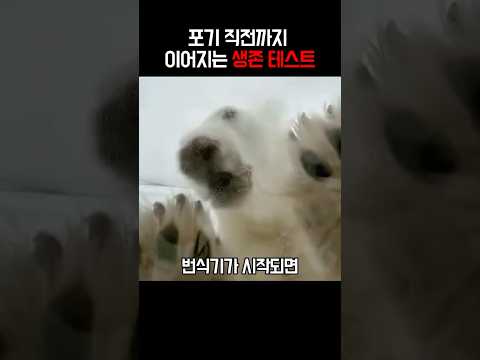 번식은 사랑이 아니야 암컷이 도망친 진짜 이유 #직장인공감 thumbnail
