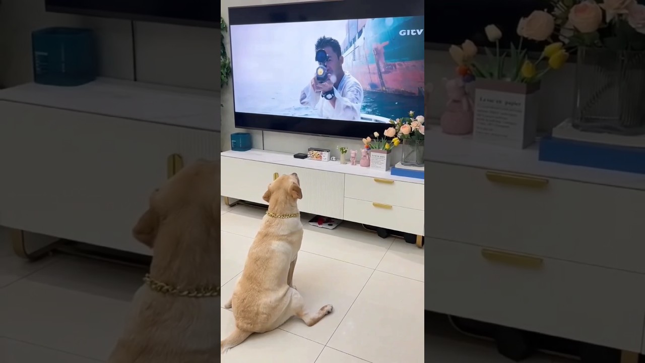 Dogs watching TV 