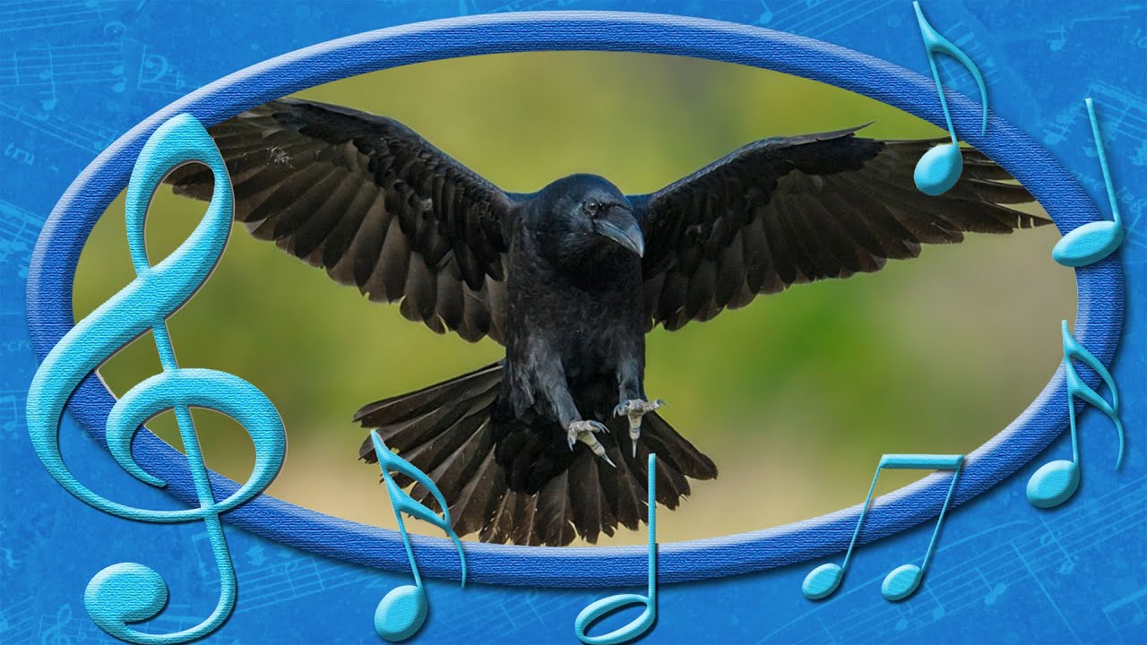 crow song 岩沢　sp psa9 Common raven [Corvus corax] - voices of the Birds (rare sounds of