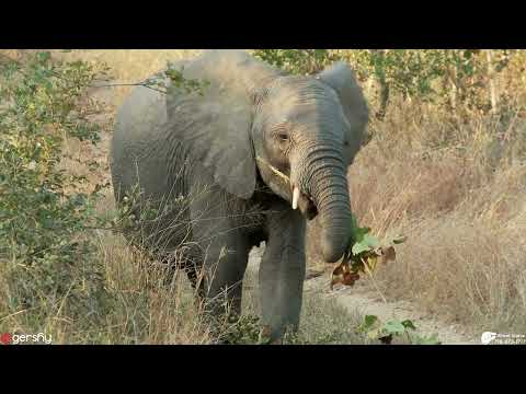 Abisel Elephants 🐘