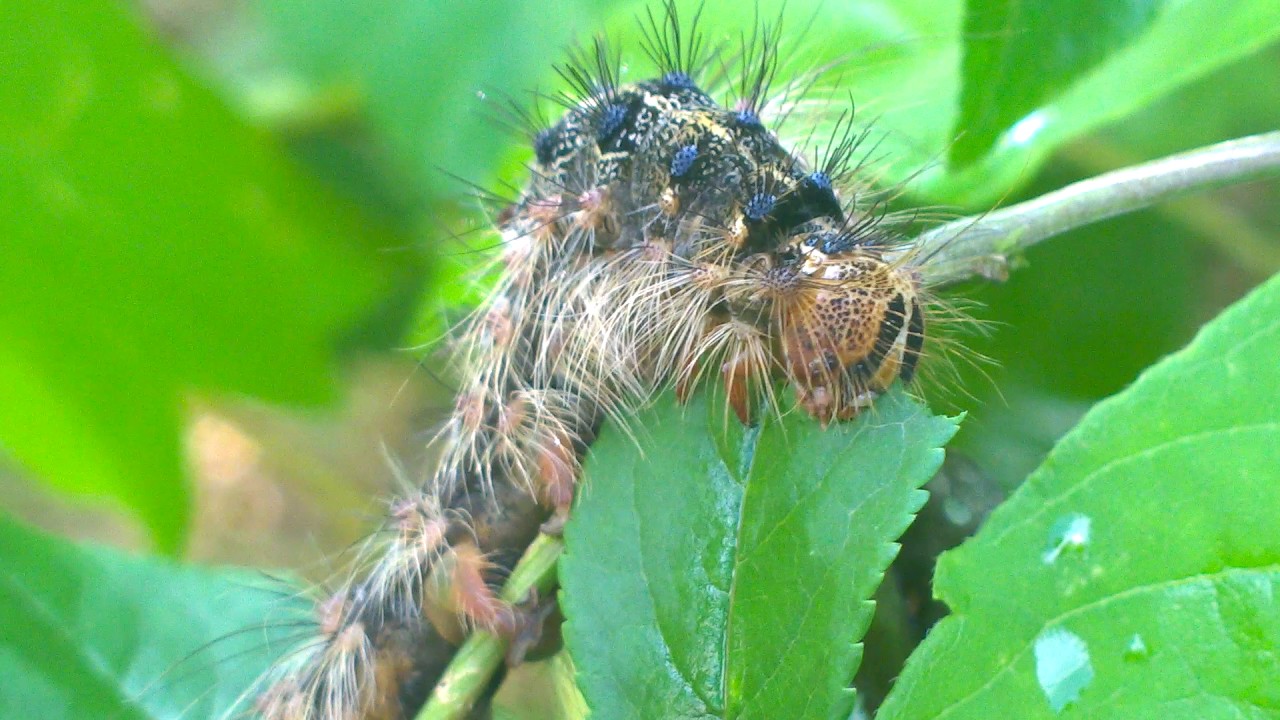 The caterpillar eats leaves, closeup. YouTube