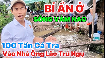 "Siêu Bão Số 3 YaGi" Đàn Cá Hàng 100 Tấn Ở Sông Vàm Nao Kéo Về Ông Nhà Lão Trú Ngụ