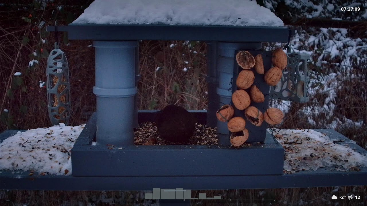 Night Live Bird Feeder Stream — Real-Time Backyard Birds