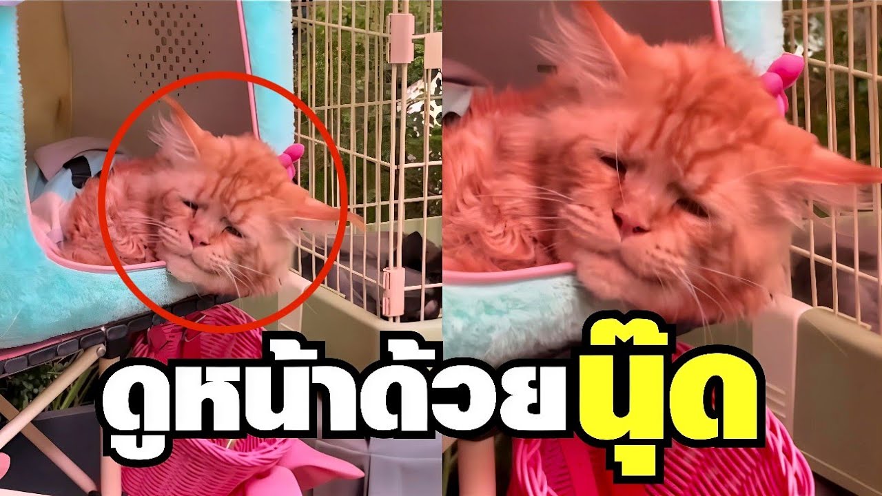Latest Title & Thumbnail