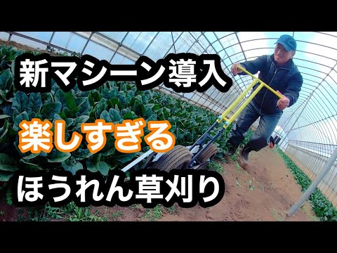 【ほうれん草刈り取り機（手動）】導入！その名もスリム君イエロー！楽しい農業vlog