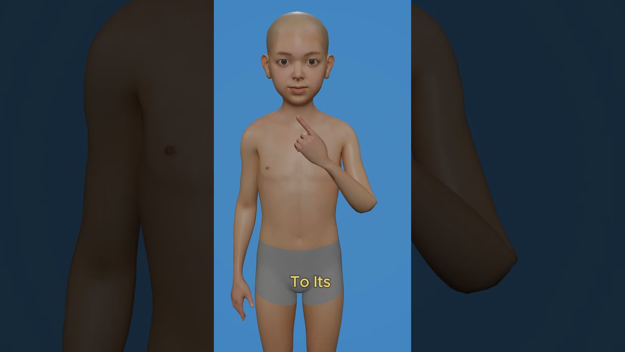 Can Humans Regrow Body Parts 3danimation