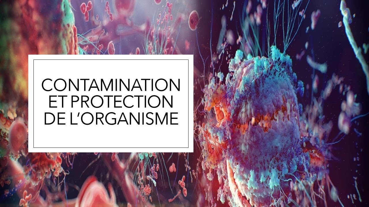 Contamination et protection de l'organisme ( Cours de SVT ) - YouTube