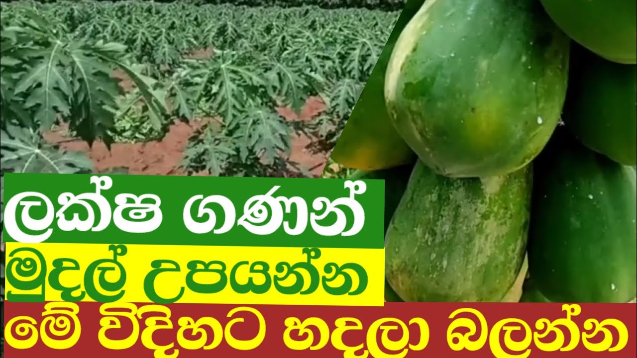 ලක්ෂ ගාණක් ගන්න මේ විදිහට ගස් ලබු වගාවක් කරන්න/හරිම සරලයි 