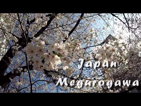 VLOG | 目黒川 | Meguro