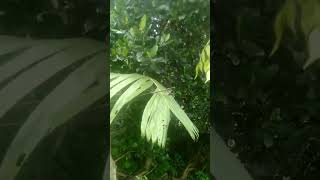 Download Lagu pikat burung garung @sibolangdaribatam727 #carapikatburung MP3