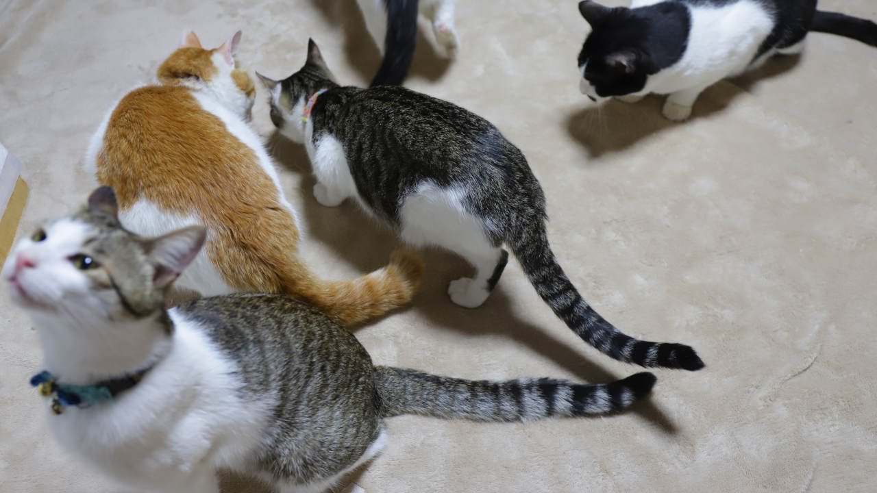 またたび粉と猫たち 230917 - YouTube