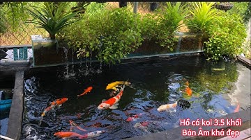 Hồ Cá Koi 3.5 Khối Thật Đẹp - Nước Siêu Trong Cá Khỏe Và Dạng Người.Hồ của em Nguyễn Ở Đồng Nai